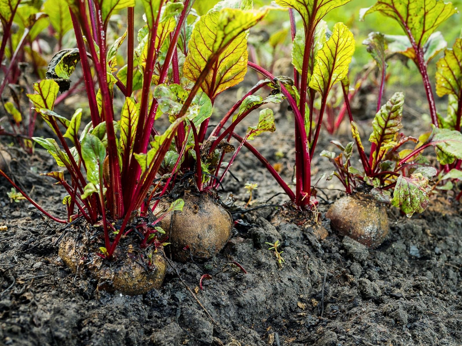 Punajuuri Vegefrendit Punajuuri Vegefrendit