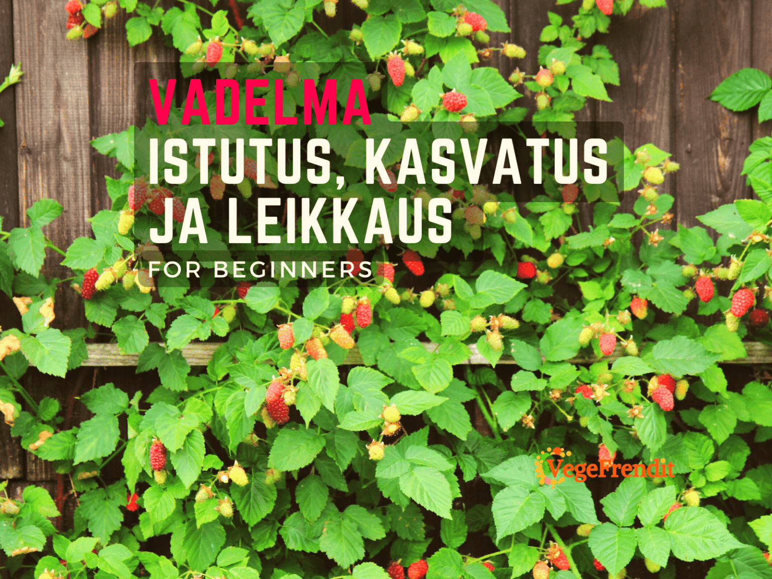 Vadelma Rubus Idaeus Istutus Kasvatus Ja Leikkaus N in 